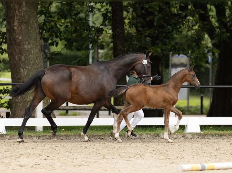 Cheval de sport allemand Étalon 1 Année Bai in Bann