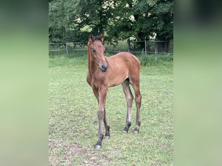 Cheval de sport allemand Étalon 1 Année Bai in Crimmitschau