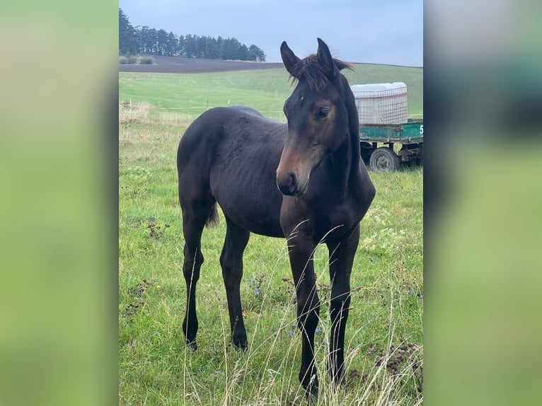 Cheval de sport allemand Étalon 1 Année Bai in Elxleben