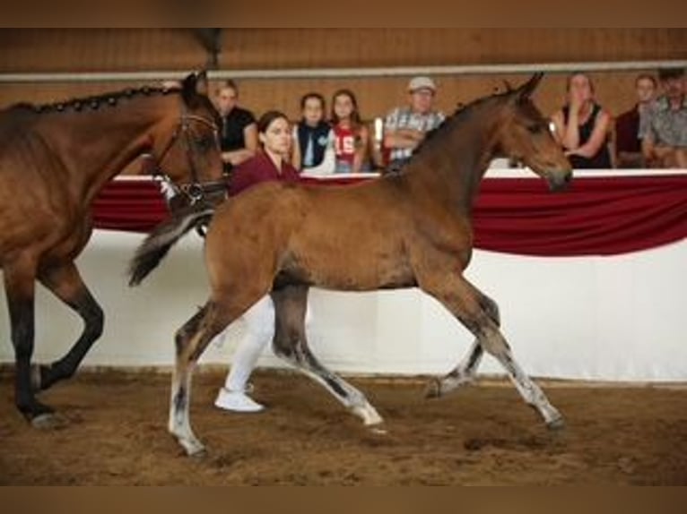 Cheval de sport allemand Étalon 1 Année Bai in Elxleben