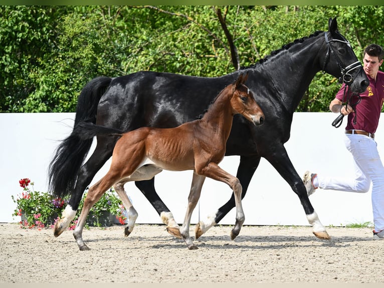 Cheval de sport allemand Étalon 1 Année Bai in Römerstein