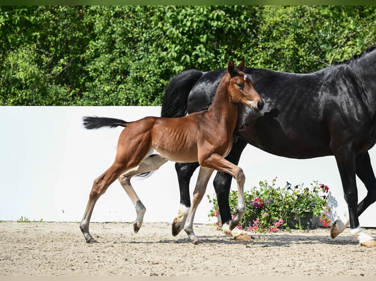 Cheval de sport allemand Étalon 1 Année Bai in Römerstein