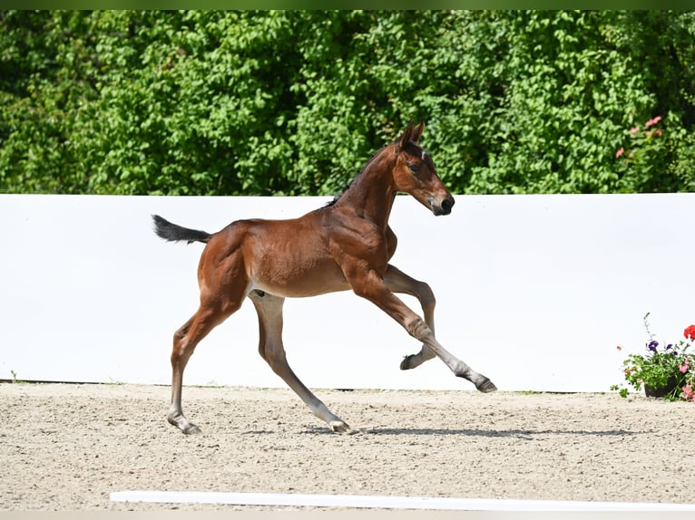 Cheval de sport allemand Étalon 1 Année Bai in Römerstein