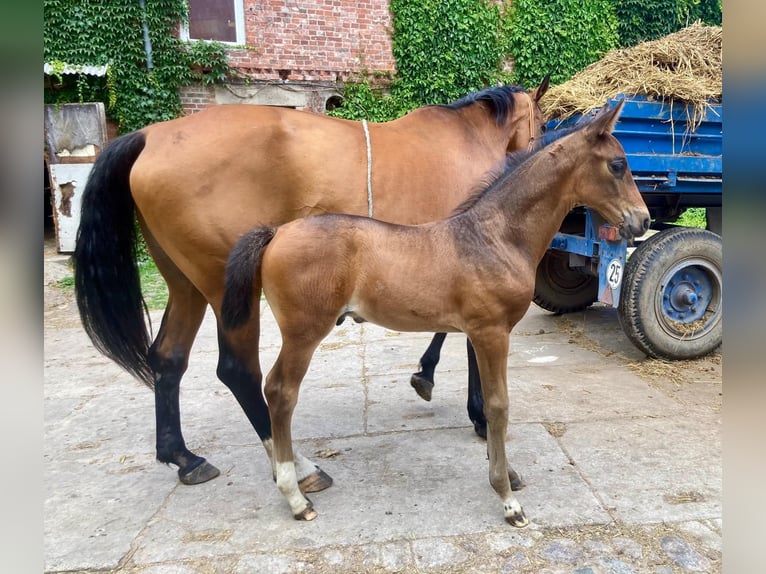 Cheval de sport allemand Étalon 1 Année Bai in Rhinow