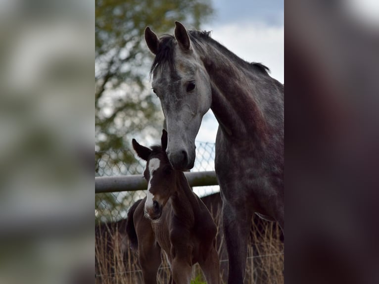 Cheval de sport allemand Étalon 1 Année Bai in Rhinow