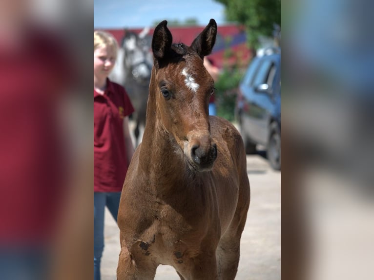 Cheval de sport allemand Étalon 1 Année Bai in Rhinow