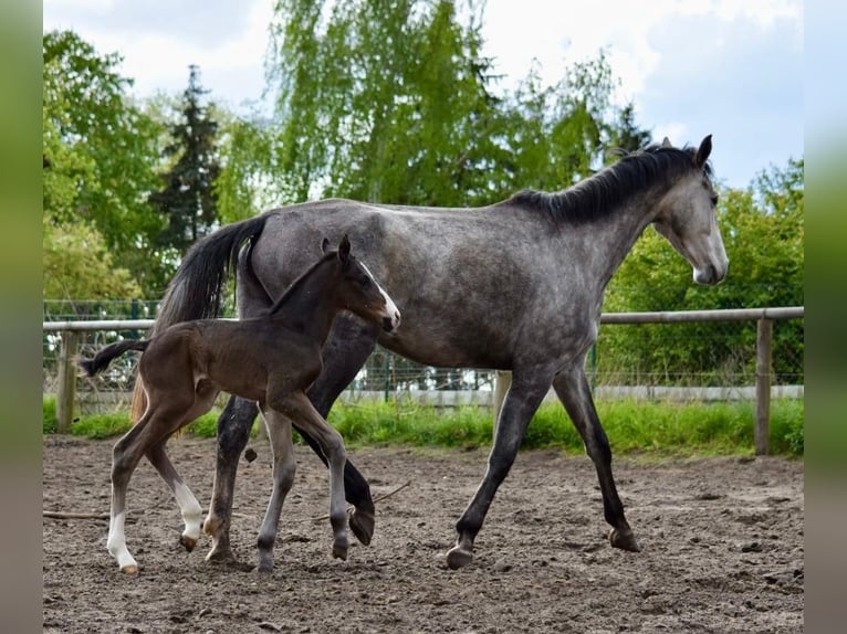 Cheval de sport allemand Étalon 1 Année Bai in Rhinow