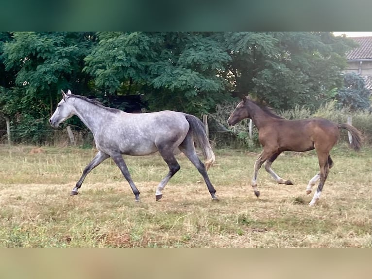 Cheval de sport allemand Étalon 1 Année Bai in Rhinow