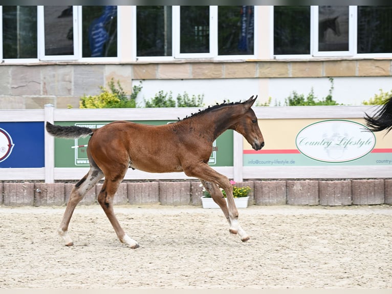 Cheval de sport allemand Étalon 1 Année Bai in Uttenweiler