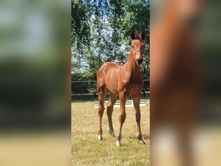 Cheval de sport allemand Étalon 1 Année Bai in Milower Land