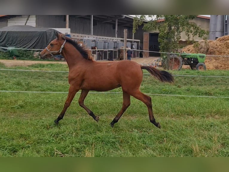 Cheval de sport allemand Étalon 1 Année Bai in Worms