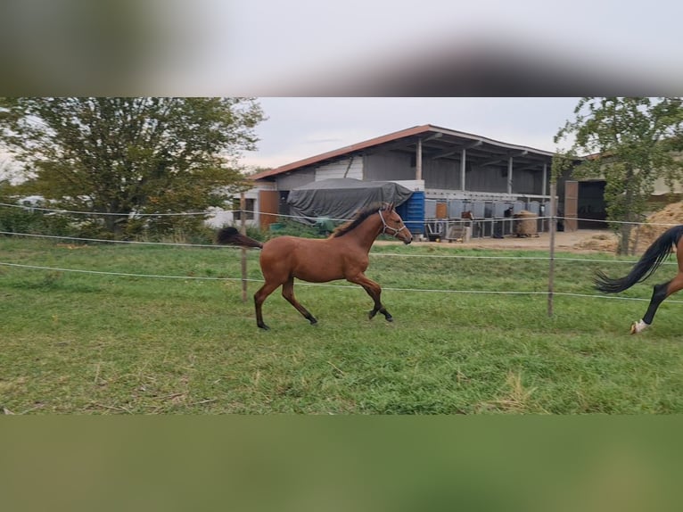 Cheval de sport allemand Étalon 1 Année Bai in Worms