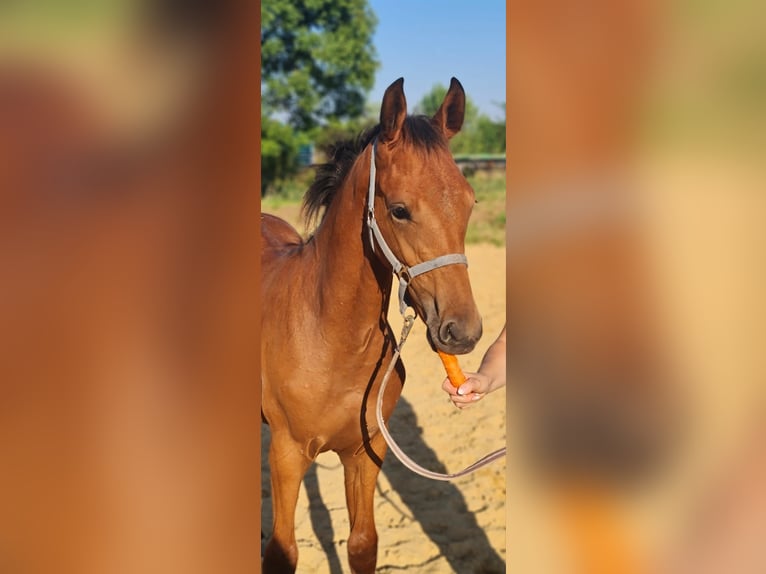 Cheval de sport allemand Étalon 1 Année Bai in Worms