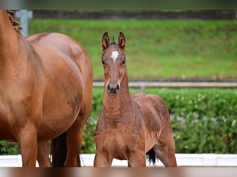 Cheval de sport allemand Étalon 1 Année Bai in Burgstall