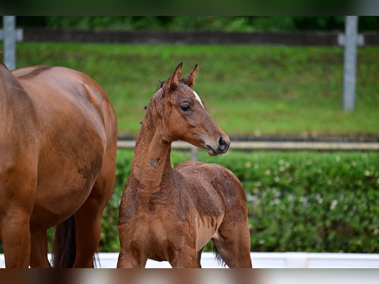 Cheval de sport allemand Étalon 1 Année Bai in Burgstall