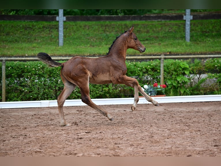 Cheval de sport allemand Étalon 1 Année Bai in Burgstall