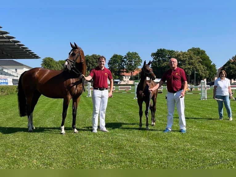 Cheval de sport allemand Étalon 1 Année Bai in Querenhorst