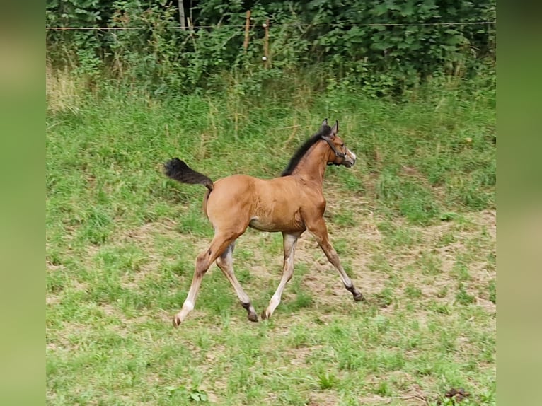 Cheval de sport allemand Étalon 1 Année Bai in Zwickau