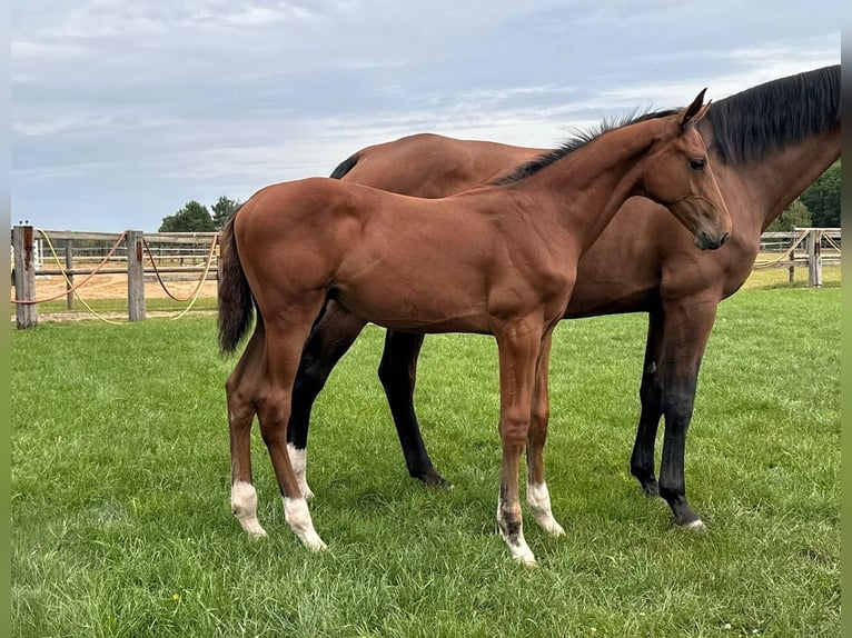 Cheval de sport allemand Étalon 1 Année Bai in Niemegk