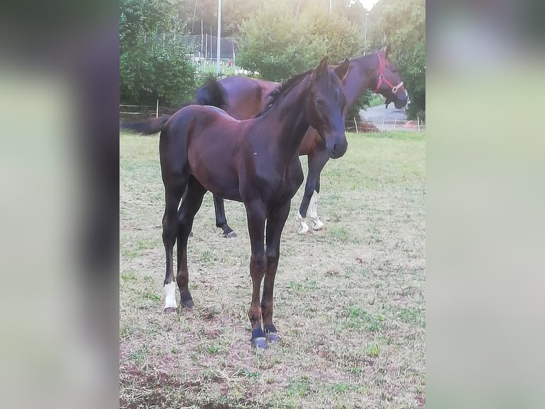 Cheval de sport allemand Étalon 1 Année in Bann