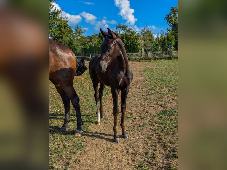 Cheval de sport allemand Étalon 1 Année in Bann