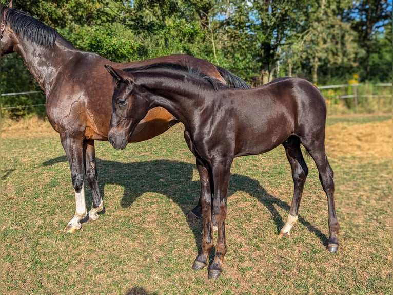 Cheval de sport allemand Étalon 1 Année in Bann