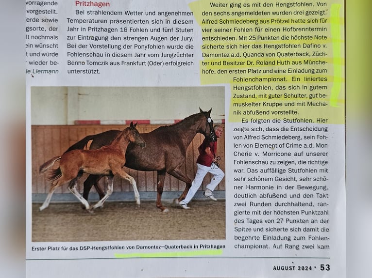 Cheval de sport allemand Étalon 1 Année in Müncheberg