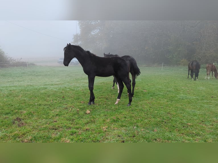 Cheval de sport allemand Étalon 1 Année Noir in Bann