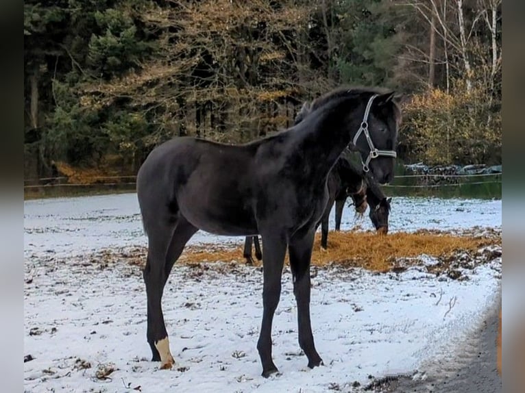 Cheval de sport allemand Étalon 1 Année Noir in Bann