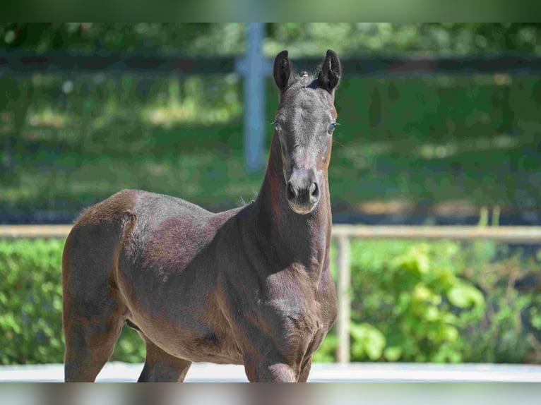 Cheval de sport allemand Étalon 1 Année Noir in Goldbeck