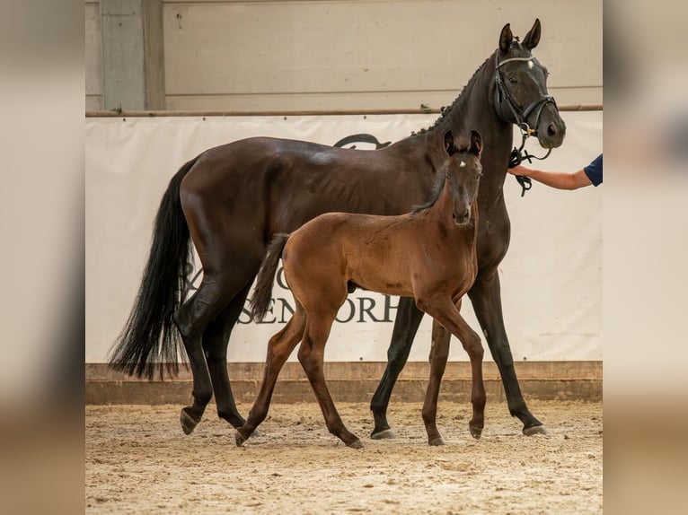 Cheval de sport allemand Étalon 1 Année Noir in Leuna