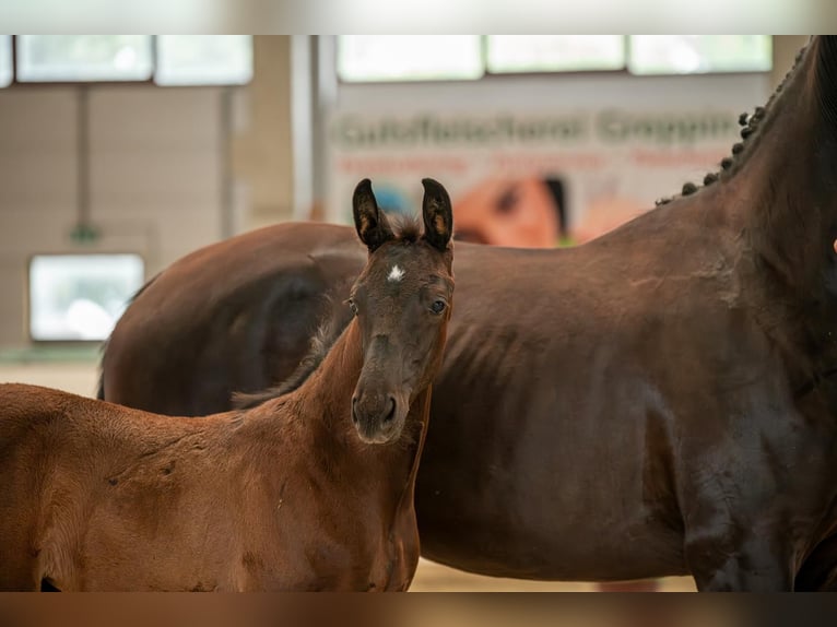 Cheval de sport allemand Étalon 1 Année Noir in Leuna