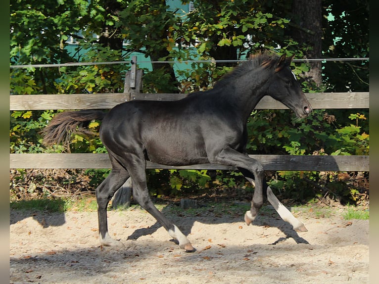 Cheval de sport allemand Étalon 1 Année Noir in Sandbeiendorf