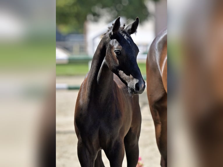 Cheval de sport allemand Étalon 1 Année Peut devenir gris in Homburg