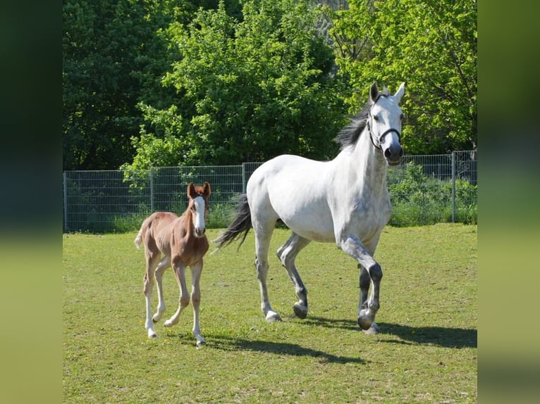 Cheval de sport allemand Étalon 1 Année Peut devenir gris in Bretten