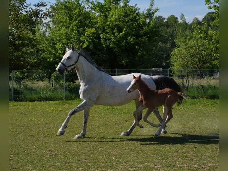 Cheval de sport allemand Étalon 1 Année Peut devenir gris in Bretten