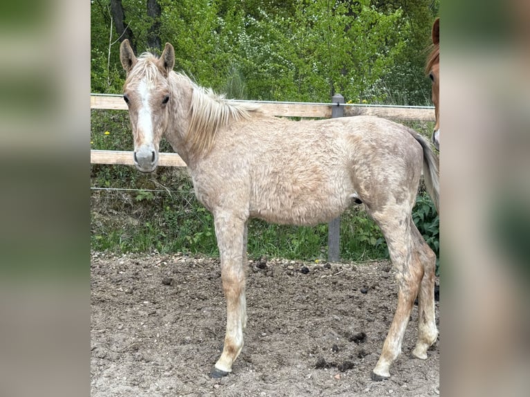 Cheval de sport allemand Étalon 1 Année Peut devenir gris in Mollnitz