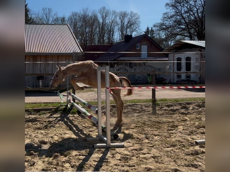 Cheval de sport allemand Étalon 1 Année Peut devenir gris in Mollnitz