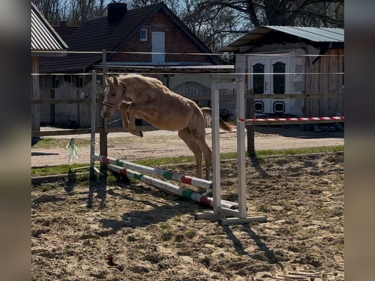 Cheval de sport allemand Étalon 1 Année Peut devenir gris in Mollnitz