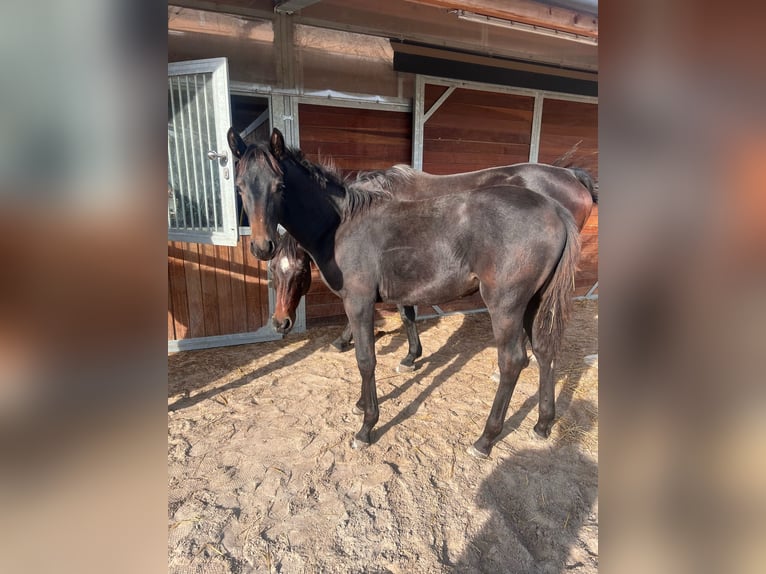 Cheval de sport allemand Étalon 2 Ans 156 cm Peut devenir gris in Spremberg