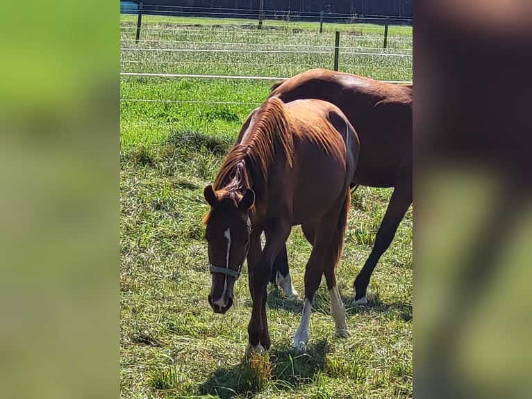 Cheval de sport allemand Étalon 2 Ans 160 cm Alezan brûlé in Olching
