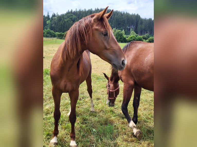 Cheval de sport allemand Étalon 2 Ans 160 cm Alezan brûlé in Olching