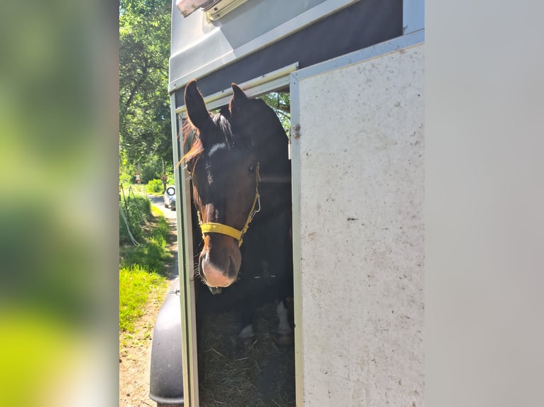 Cheval de sport allemand Étalon 2 Ans 160 cm Bai brun in Korbußen