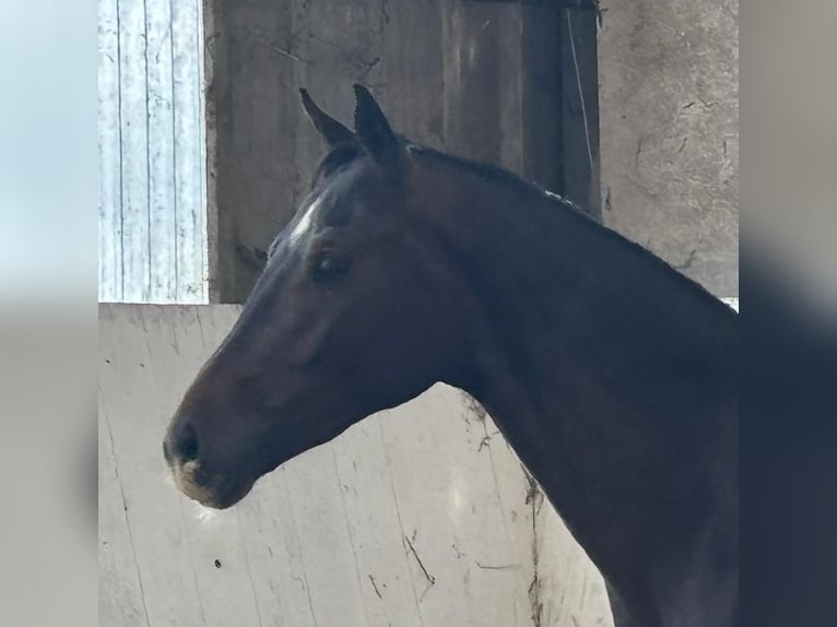 Cheval de sport allemand Étalon 2 Ans 160 cm Bai brun foncé in Viöl