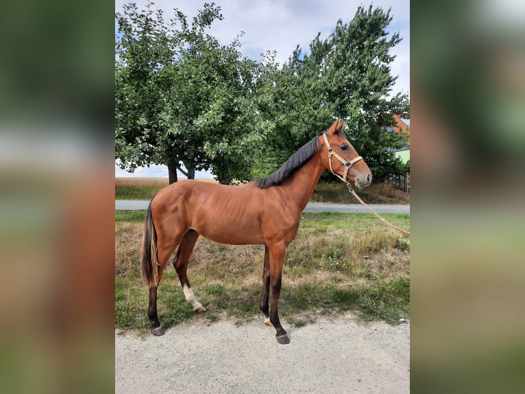 Cheval de sport allemand Étalon 2 Ans 161 cm Bai in Ilmtal-Weinstraße