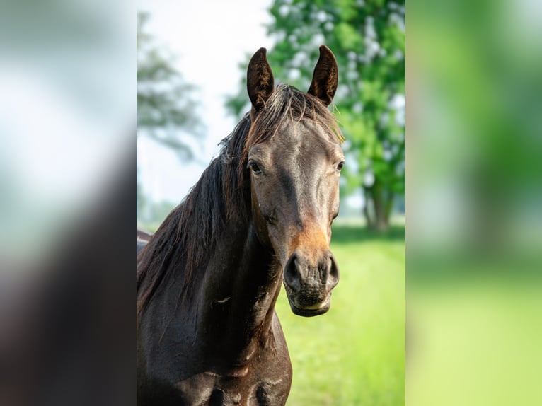 Cheval de sport allemand Étalon 2 Ans 163 cm Bai brun in Rohrlack