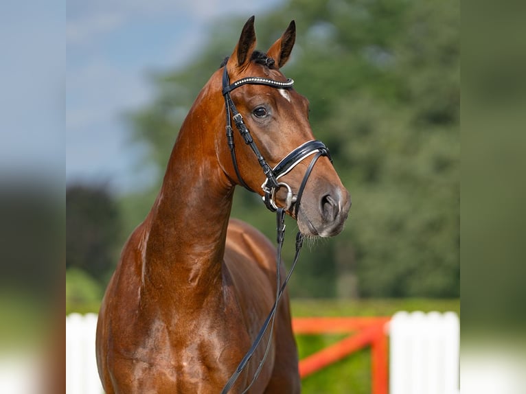 Cheval de sport allemand Étalon 2 Ans 163 cm Bai in Münster-Handorf
