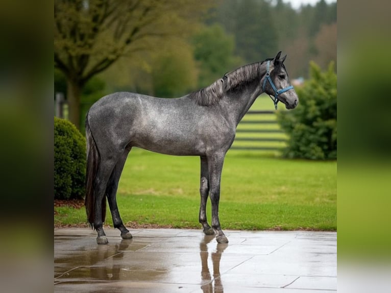 Cheval de sport allemand Étalon 2 Ans 164 cm Gris in Medz.