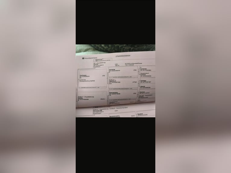 Cheval de sport allemand Étalon 2 Ans 164 cm Noir in Bernburg