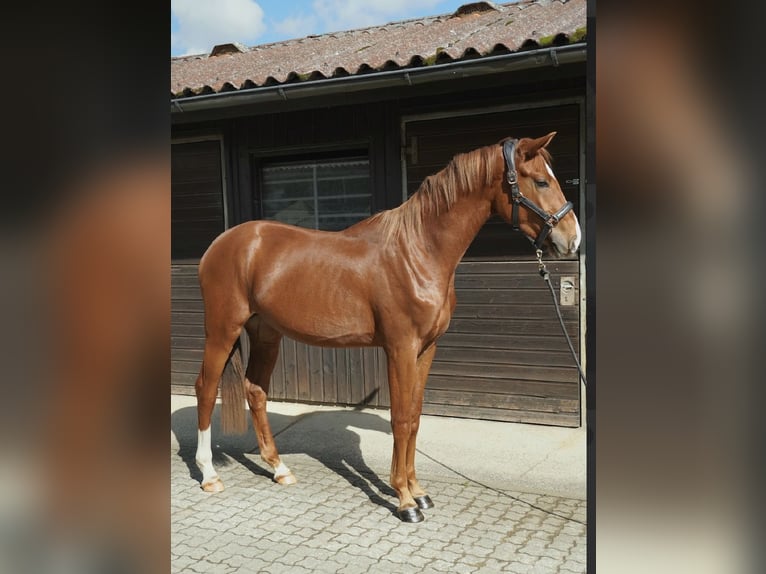Cheval de sport allemand Étalon 2 Ans 165 cm Alezan in Neumarkt in der Oberpfalz